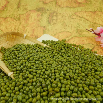 hot sales polished grade Green mung beans for sale